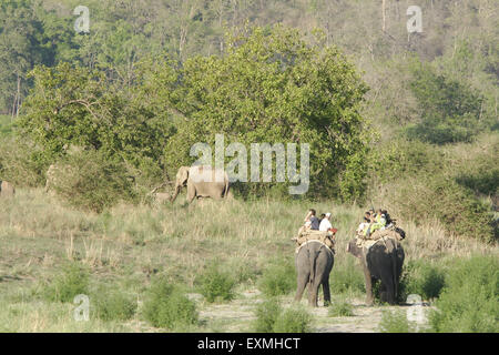 Touristen auf Elephant Safari in Corbett Wildlife Sanctuary, Uttarakhand, Indien Stockfoto