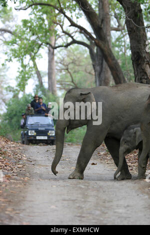 Touristen auf Safari und asiatischer Elefant Elephas Maximus; Mutter und junges Kalb zu Fuß in Corbett Tiger Reserve Stockfoto