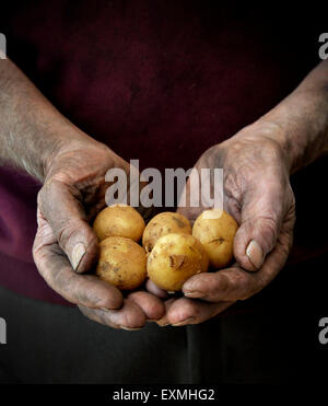 Ein Landwirt oder Gärtner wiegt einen Haufen von neuen Kartoffeln Stockfoto