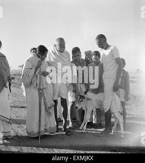 Abha Gandhi neben Mahatma Gandhi hätscheln junger Kälber Sevagram Ashram 1940 Balwant Singh und Manubehn Mashruwala Indien Stockfoto