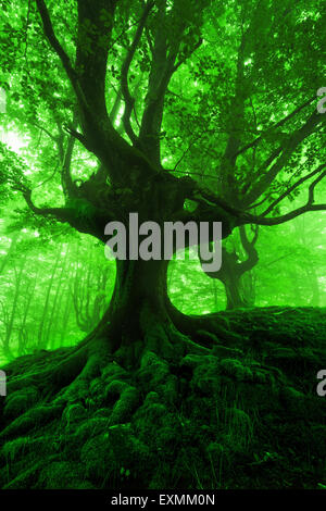 Baum mit verdrehten Wurzeln in einem nebligen Wald Stockfoto