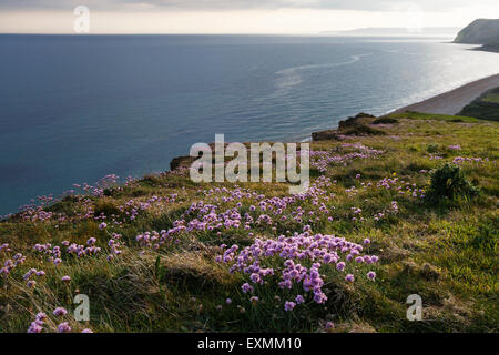 Meer Pink-wachsen neben der South West Coast Path auf der Jurassic Coast bei Eype, Dorset. Stockfoto