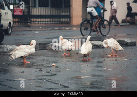 Enten unterwegs, Bombay, Mumbai, Maharashtra, Indien, Asien Stockfoto