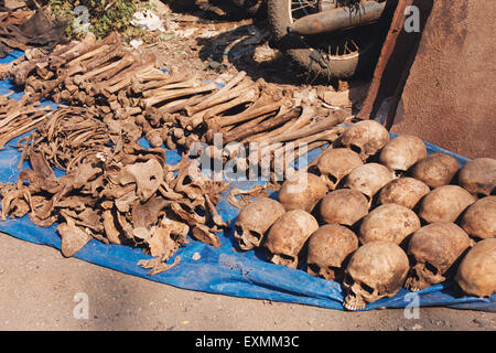 Menschliche Knochen, menschliche Schädel, beschlagnahmt von der Polizei, bombay, mumbai, maharashtra, Indien, Asien Stockfoto