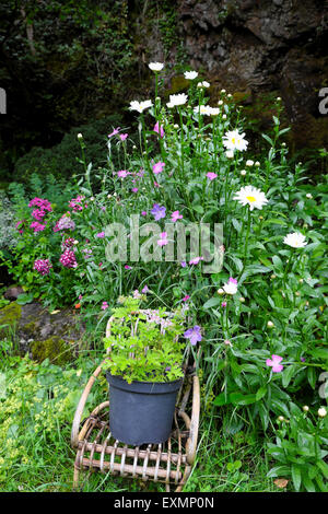 Topf mit Zitrone duftende Geranien sitzen auf korbstühlen eines Kindes Stuhl in einem Sommer Blumengarten mit Gänseblümchen und Sweet william Blumen UK Juli KATHY DEWITT Stockfoto