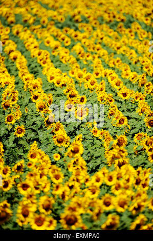 Reihen von Sonnenblumen auf einem Sonnenblumenfeld im Juli Stockfoto
