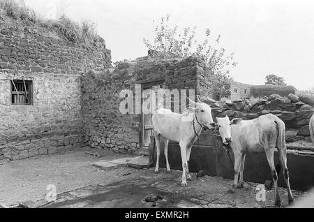 zwei Kühe in dachlose Dorfhaus im Dorf Munagli in Bijapur Karnataka Indien Stockfoto