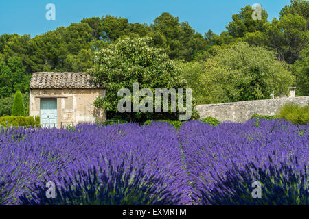 Lavendel Feld mit Ferienhaus Stein, Provence, Frankreich Stockfoto