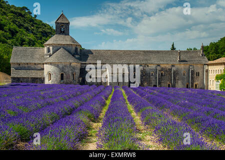 Senanque Abbey oder Abbaye Notre-Dame de Senanque mit Lavendelfeld in voller Blüte, Gordes, Provence, Frankreich Stockfoto