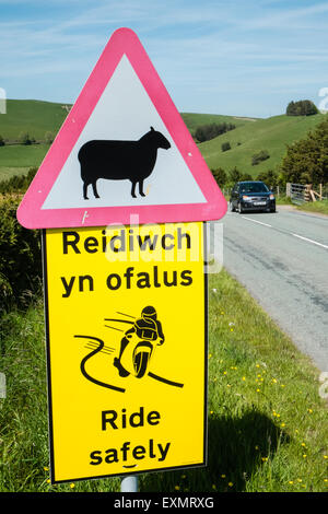 Achtung Gefahr, Schilder, Schafe auf der Straße, Biker Fahrt sicher, Bi-Lingual, Straße, Zeichen, Road, voraus in ruhigen abgelegenen Lage in Powys, Wales Stockfoto