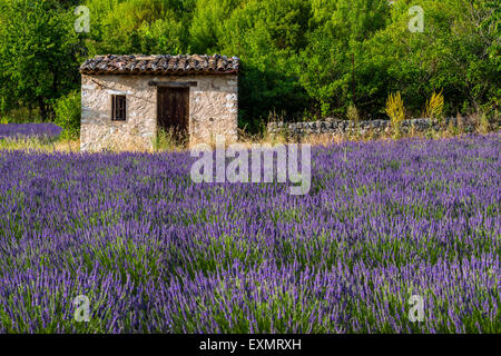 Stein-Häuschen mitten in einem Lavendelfeld in voller Blüte, Provence, Frankreich Stockfoto
