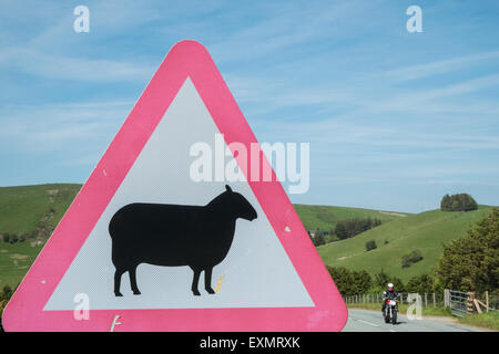 Achtung Gefahr, Schilder, Schafe auf der Straße, Biker Fahrt sicher, Bi-Lingual, Straße, Zeichen, Road, voraus in ruhigen abgelegenen Lage in Powys, Wales Stockfoto