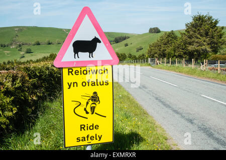 Achtung Gefahr, Schilder, Schafe auf der Straße, Biker Fahrt sicher, Bi-Lingual, Straße, Zeichen, Road, voraus in ruhigen abgelegenen Lage in Powys, Wales Stockfoto