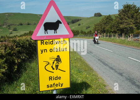 Achtung Gefahr, Schilder, Schafe auf der Straße, Biker Fahrt sicher, Bi-Lingual, Straße, Zeichen, Road, voraus in ruhigen abgelegenen Lage in Powys, Wales Stockfoto