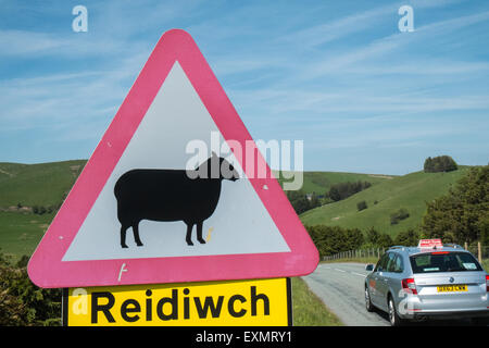 Achtung Gefahr, Schilder, Schafe auf der Straße, Biker Fahrt sicher, Bi-Lingual, Straße, Zeichen, Road, voraus in ruhigen abgelegenen Lage in Powys, Wales Stockfoto