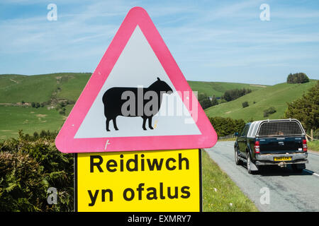 Achtung Gefahr, Schilder, Schafe auf der Straße, Biker Fahrt sicher, Bi-Lingual, Straße, Zeichen, Road, voraus in ruhigen abgelegenen Lage in Powys, Wales Stockfoto