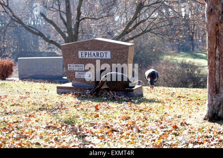 Wilde Truthähne besuchen die Lakewood Cemetery befindet sich im Zentrum der Stadt. Minneapolis Minnesota MN USA Stockfoto