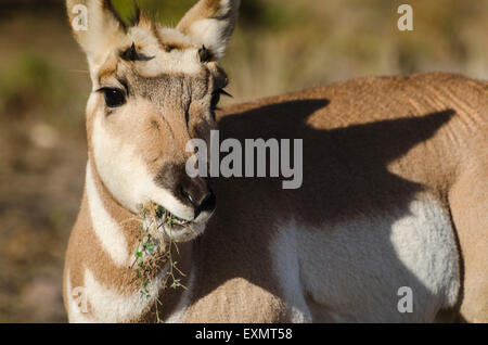 Eine weibliche Pronghorn Antilope (Antilocapra Americanus) Weiden auf dem Prarie Pflanzen und Gräser die National Bison Range, Monta Stockfoto