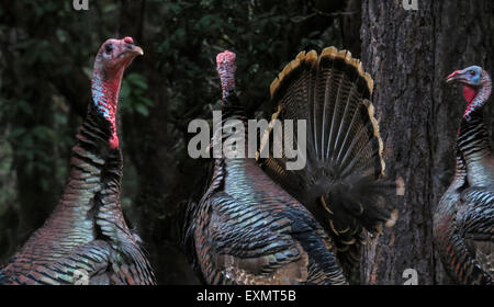 Wildtruthahn männlichen (Meleagris Gallopavo) im Frühjahr Zucht zeigt, Weibchen während der Saison zu gewinnen. Sierra Foothills von No Stockfoto