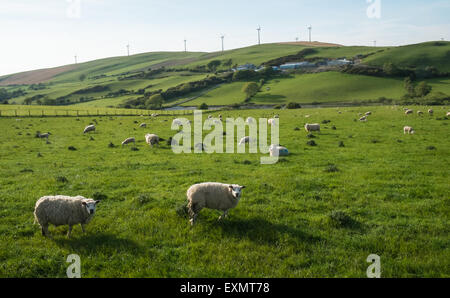 Schafe weiden unter Mynydd Gorddu E-On wind Farm Hochland der Landschaft in der Nähe von Tal-y-Bont Dorf in Ceredigion, Mid Wales. Stockfoto