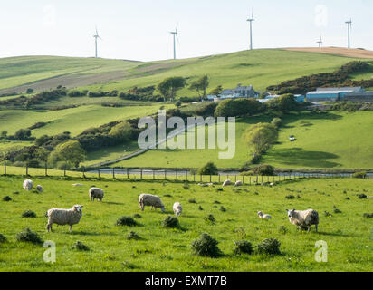 Schafe weiden unter Mynydd Gorddu E-On wind Farm Hochland der Landschaft in der Nähe von Tal-y-Bont Dorf in Ceredigion, Mid Wales. Stockfoto