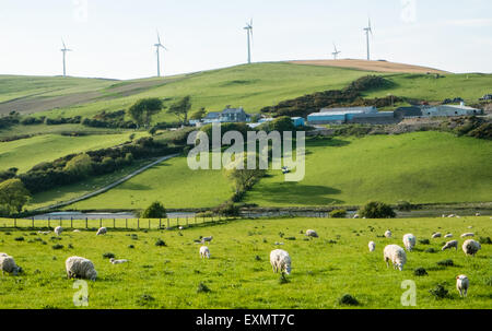 Schafe weiden unter Mynydd Gorddu E-On wind Farm Hochland der Landschaft in der Nähe von Tal-y-Bont Dorf in Ceredigion, Mid Wales. Stockfoto