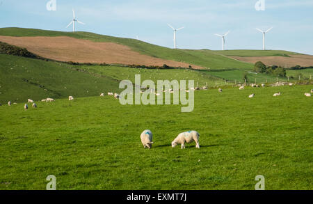 Schafe weiden unter Mynydd Gorddu E-On wind Farm Hochland der Landschaft in der Nähe von Tal-y-Bont Dorf in Ceredigion, Mid Wales. Stockfoto