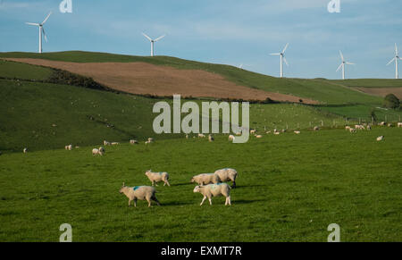 Schafe weiden unter Mynydd Gorddu E-On wind Farm Hochland der Landschaft in der Nähe von Tal-y-Bont Dorf in Ceredigion, Mid Wales. Stockfoto