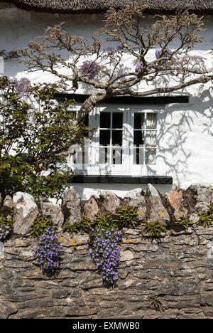 East Ogwell, Devon, England. Ferienhaus-Fenster mit Glyzinien und Blumen auf Steinmauer. Stockfoto