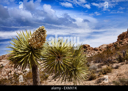 Joshua Baum in voller Blüte mit rotem Sand und Felsformationen der Joshua Tree Nationalpark, Kalifornien, USA. Stockfoto