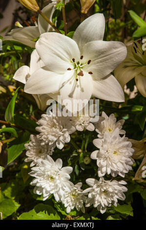 Allerheiligenkirche, Kings Cliffe, Northamptonshire. Blumen in der Kirche. Weiße Lilien für eine Hochzeit. Stockfoto
