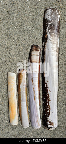 Solenidae Schalen: Pod Rasiermesser Ensis Siliqua, Schwert Rasiermesser Ensis Arcuatus, Atlantic Klappmesser Ensis Directus und gerillten Rasiermesser Shell Stockfoto
