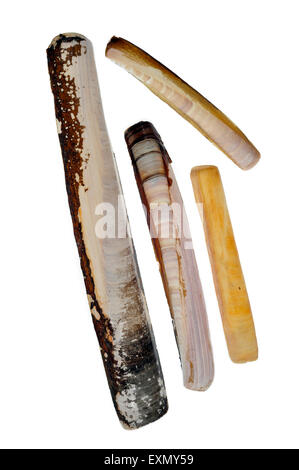 Solenidae Schalen: Pod Rasiermesser Ensis Siliqua, Schwert Rasiermesser Ensis Arcuatus, Atlantic Klappmesser Ensis Directus und gerillten Rasiermesser Shell Stockfoto