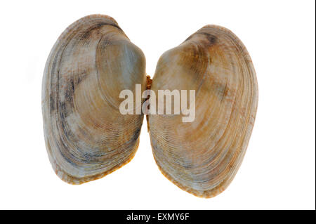 Hühnchen Teppich Shell (Venerupis Senegalensis) auf weißem Hintergrund Stockfoto