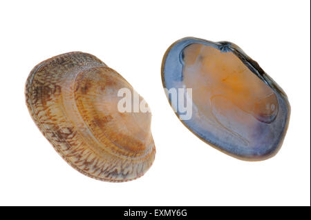 Hühnchen Teppich Muscheln (Venerupis Senegalensis) auf weißem Hintergrund Stockfoto