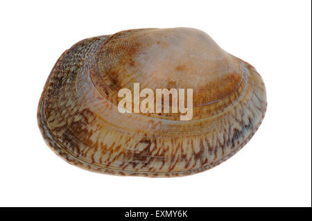 Hühnchen Teppich Shell (Venerupis Senegalensis) auf weißem Hintergrund Stockfoto