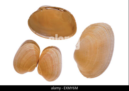 Hühnchen Teppich Muscheln (Venerupis Senegalensis) auf weißem Hintergrund Stockfoto