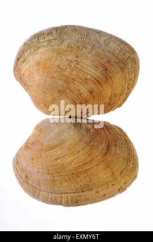 Hühnchen Teppich Muscheln (Venerupis Senegalensis) auf weißem Hintergrund Stockfoto