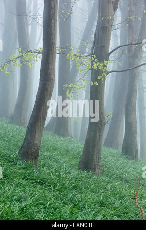 Buche-Wald an einem nebligen Frühlingsmorgen. Somerset. VEREINIGTES KÖNIGREICH. Bluebell Laub am Waldboden. Stockfoto