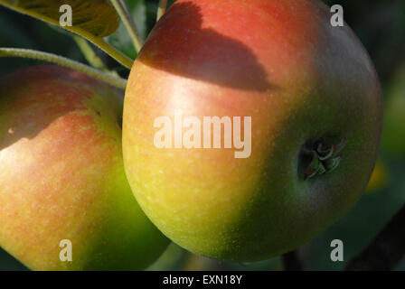 Apfel essen, Malus domestica Entdeckung Stockfoto