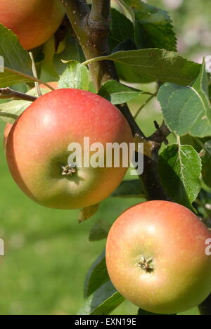 Apfel essen, Malus domestica Entdeckung Stockfoto