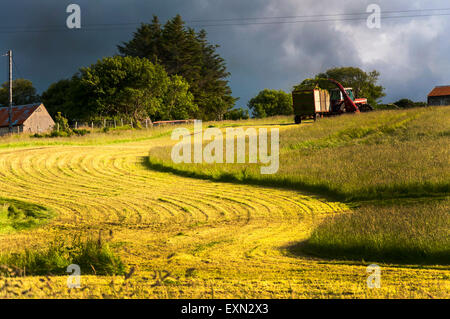 Ardara, County Donegal, Irland. 15. Juli 2015. Das Wetter. Ein Landwirt nutzt sonniges Wetter, um Silage Grass Futter für das Vieh nach einer langen Regenperiode in Irland zu ernten. Foto: Credit: Richard Wayman/Alamy Live-Nachrichten Stockfoto