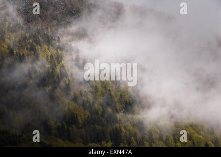 Wolken über einem Pinienwald in der Bauges Bergen in der Nähe von Chambéry, Französische Alpen. Stockfoto