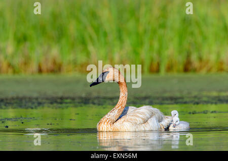 Ein weiblicher Trompeter Schwan (Cygnus Buccinator) führt ihre Cygnets um einen Teich, Mission Valley, Montana Stockfoto