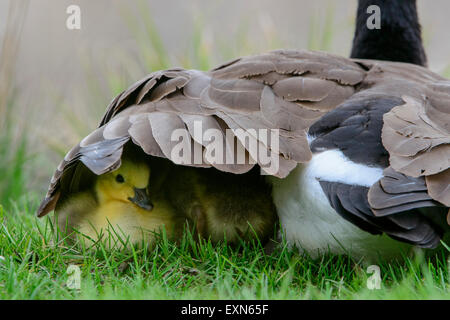 Unter seiner Mutter Flügel, Missoula, Montana ist ein Gosling Kanadagans (Branta Canadensis) geschützt. Stockfoto