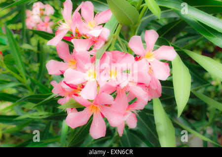 Süße Oleander, Bucht Rosenblüte mit verlassen. (Nerium Oleander L.) Stockfoto