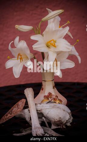 Lily Lilium (Mitglieder von denen sind echte Lilien) ist eine Gattung der krautige Blütenpflanzen wachsen aus Zwiebeln Stockfoto