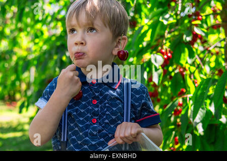 Kleiner Junge Kommissionierung und Kirschen essen Stockfoto