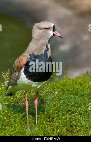 Eine südliche Kiebitz Stand in der Nähe des Wassers. Stockfoto