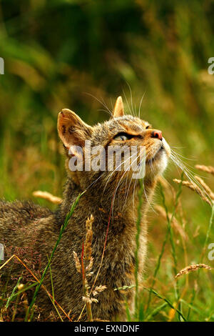 Schottische Wildkatzen, Mutter & Tochter in einem dichten Waldgebiet und beachten Sie ihre gestreiften Mäntel & Dicke buschige Rute mit einem breiten Kopf. Stockfoto